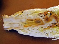 Nekrózy vnitřních listů hlávek zelí Nekrózy vnitřních listů hlávek zelí