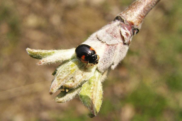 Z&nbsp;přirozen&yacute;ch nepř&aacute;tel můžeme mezi prvn&iacute; posly jara zařadit slun&eacute;čka - na&nbsp;sn&iacute;mku slun&eacute;čko dvoutečn&eacute;  (Adalia bipunctata)