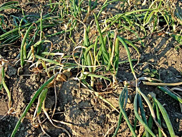 Cibule poškozená molíkem česnekovým Cibule poškozená molíkem česnekovým