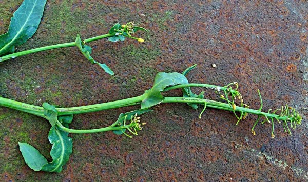 Po&scaron;kozen&iacute; jarn&iacute; řepky bl&yacute;sk&aacute;čky