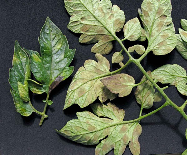 Pl&iacute;seň rajčete - listy