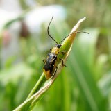 B&aacute;zlivec kukuřičn&yacute; na jižn&iacute; Moravě v&nbsp;roce 2019