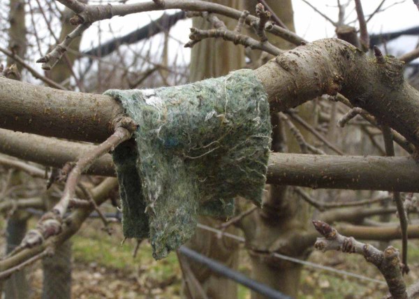 Předjař&iacute; je př&iacute;ležitost&iacute; k&nbsp;introdukci drav&eacute;ho roztoče T. pyri