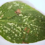 Choroby a škůdci dobromysli Choroby a škůdci dobromysli