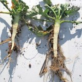 Jarn&iacute; stimulace v&yacute;nosov&eacute;ho potenci&aacute;lu pomoc&iacute; listov&eacute; v&yacute;živy