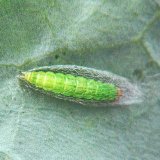 Z&aacute;předn&iacute;ček poln&iacute; - v&yacute;znamn&yacute; &scaron;kůdce brukvovit&eacute; zeleniny a&nbsp;řepky