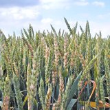 Mykotoxiny v&nbsp;obilovin&aacute;ch a&nbsp;jejich dopad na kvalitu potravin a&nbsp;krmiv