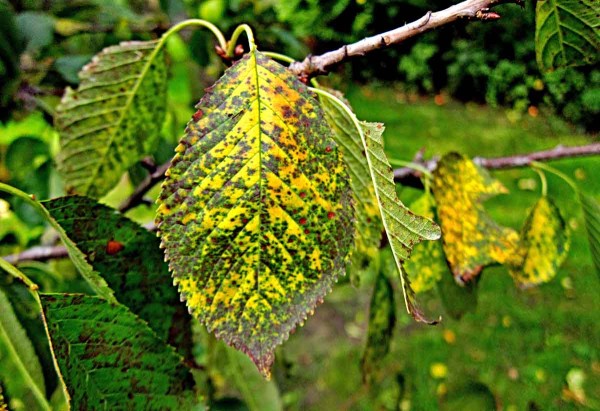 Skvrnitosti listů třešně višně Skvrnitosti listů třešně višně