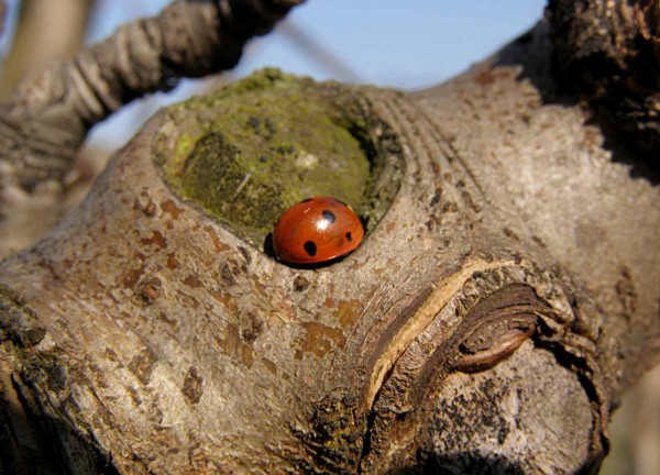 Za slunn&yacute;ch dnů se již v&nbsp;předjař&iacute; můžeme setk&aacute;vat se slun&eacute;čky