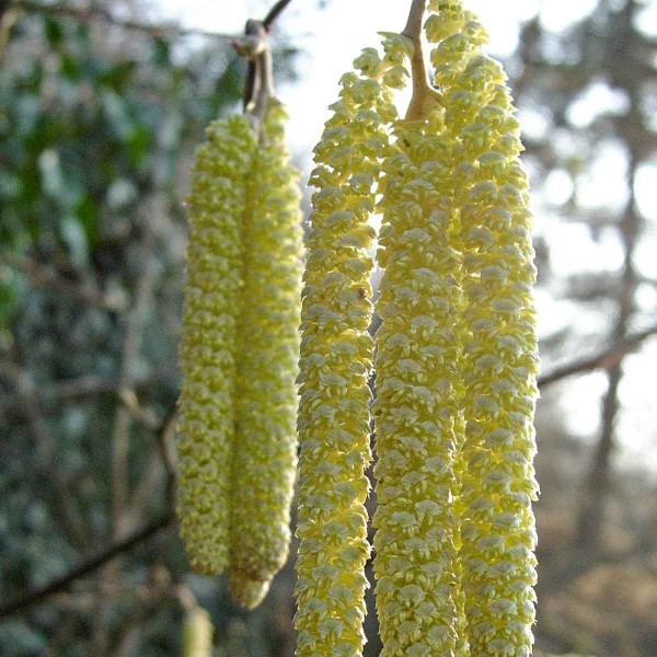 Fáze růžového poupěte Fáze růžového poupěte