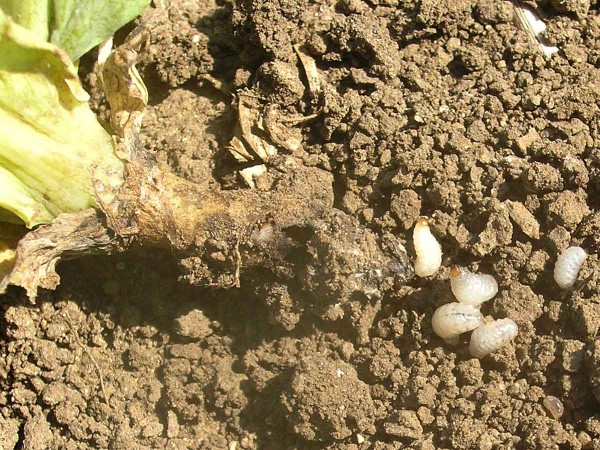 Obr. 3: Dorostl&eacute; larvy krytonosce kořenov&eacute;ho