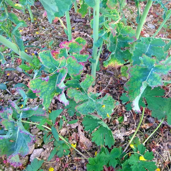 Obr. 4: Listy řepky z&nbsp;infikovan&eacute;ho pole u&nbsp;Po&scaron;tovic