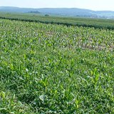 Herbicidy v kukuřici - výsledky tříletých pokusů Herbicidy v kukuřici - výsledky tříletých pokusů