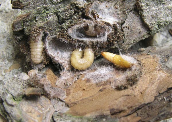 Obaleč jablečn&yacute; přezimuje ve&nbsp;stadiu L5 housenek v&nbsp;kůře; kukel (vpravo) se v&scaron;ak dočk&aacute;me nejdř&iacute;ve na&nbsp;konci dubna