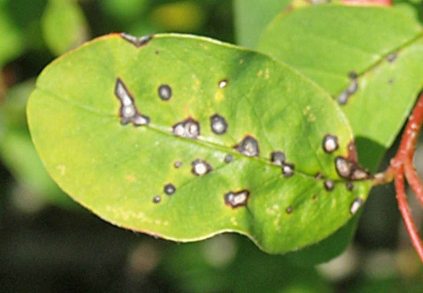 Skvrnitost listů muchovn&iacute;ku (Entomosporium mespili)