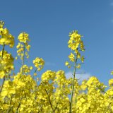 Clearfield<sup>&reg;</sup> Plus - nov&yacute; HT standard v&nbsp;pěstov&aacute;n&iacute; slunečnice