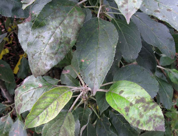 Strupovitost jabloně na listech Strupovitost jabloně na listech