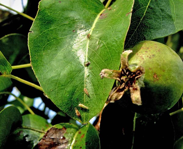 Mera skvrnitá Mera skvrnitá