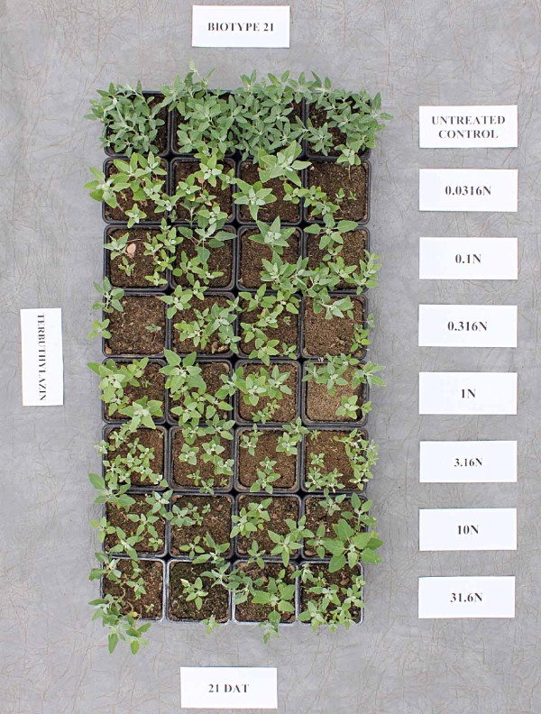 Obr. 2: &Uacute;činnost stupňovan&yacute;ch d&aacute;vek terbuthylazinu na&nbsp;rezistentn&iacute; populaci merl&iacute;ku b&iacute;l&eacute;ho (1N odpov&iacute;d&aacute; registrovan&eacute; d&aacute;vce)