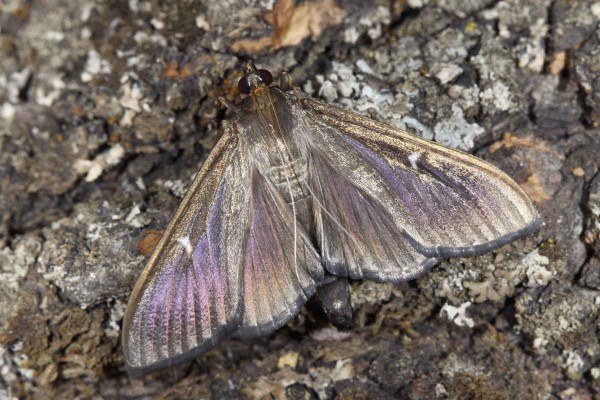 Obr. 2: Melanistick&yacute; jedinec zav&iacute;ječe zimostr&aacute;zov&eacute;ho