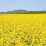 Dobyvatel česk&yacute;ch i&nbsp;evropsk&yacute;ch pol&iacute;