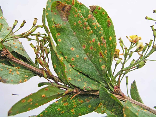 obr. 1: Spermogonia na mezihostiteli - dřišťálu obr. 1: Spermogonia na mezihostiteli - dřišťálu