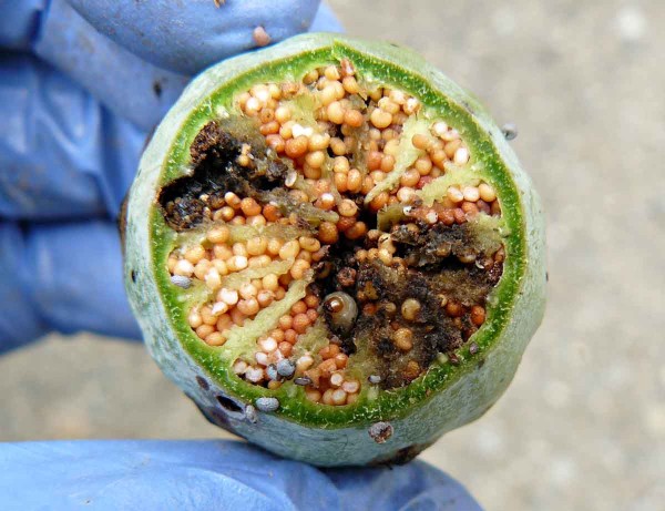 Obr. 2: Larva krytonosce makovicového Obr. 2: Larva krytonosce makovicového