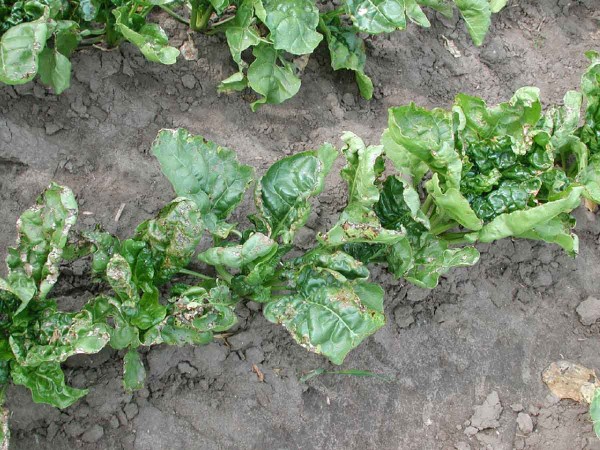 Obr. 4: Bakteriální skvrnitost listů cukrovky (Pseudomonas syringae) Obr. 4: Bakteriální skvrnitost listů cukrovky (Pseudomonas syringae)