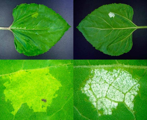 Obr. 7: Sekundární infekce na listu - léze bývá ohraničena žilnatinou Obr. 7: Sekundární infekce na listu - léze bývá ohraničena žilnatinou