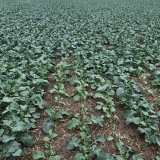 Pokroky ve &scaron;lechtěn&iacute; řepky ozim&eacute; LG