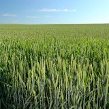 Tocata Super - houby patř&iacute; do lesa, ne na pole