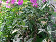 Padlí na floxech Padlí na floxech