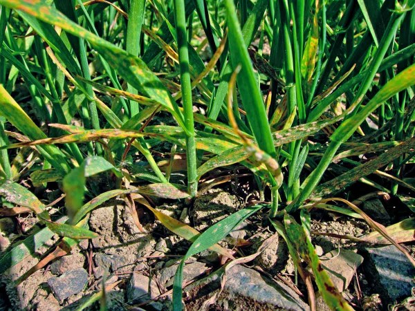 Padl&iacute; ječmene redukuje odnože