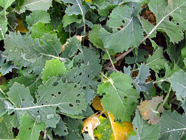 Požerky způsobené housenkami zápředníčka polního Požerky způsobené housenkami zápředníčka polního