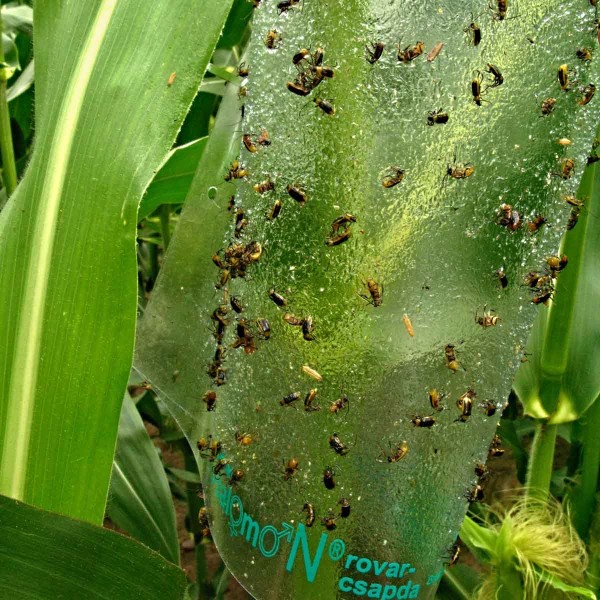 Bázlivec kukuřičný na feromonovém lapáku Bázlivec kukuřičný na feromonovém lapáku