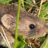 A je&scaron;tě st&aacute;le hrabo&scaron;?