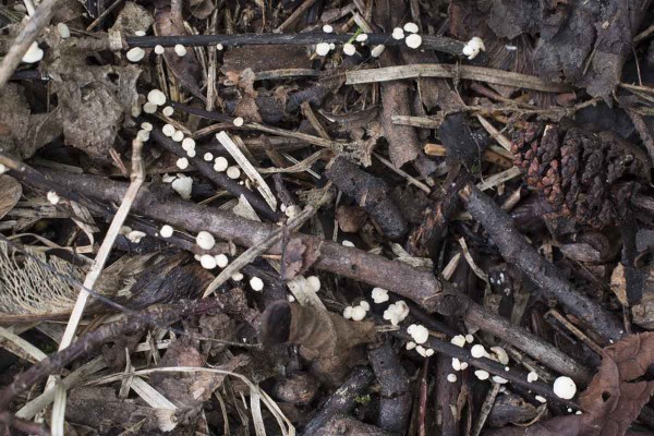 Obr. 2: Plodnice Hymenoscyphus fraxineus na&nbsp;opadu jasanu