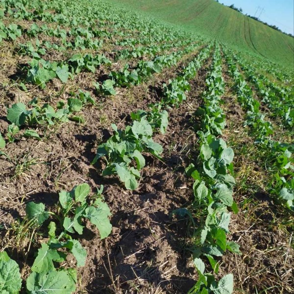 Obr. 15: Řepka set&aacute; př&iacute;mo podr&yacute;vac&iacute;m strojem (rozteč ř&aacute;dků 52 cm)