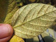 Svilu&scaron;ka na s&oacute;ji