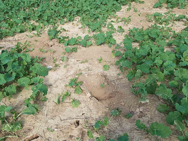 Obr. 15: Po&scaron;kozen&iacute; ozim&eacute; řepky hrabo&scaron;em v&nbsp;z&aacute;ř&iacute; 2019