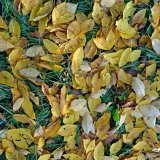 Zahrada před zimou - Co je&scaron;tě udělat, než přijde zima?