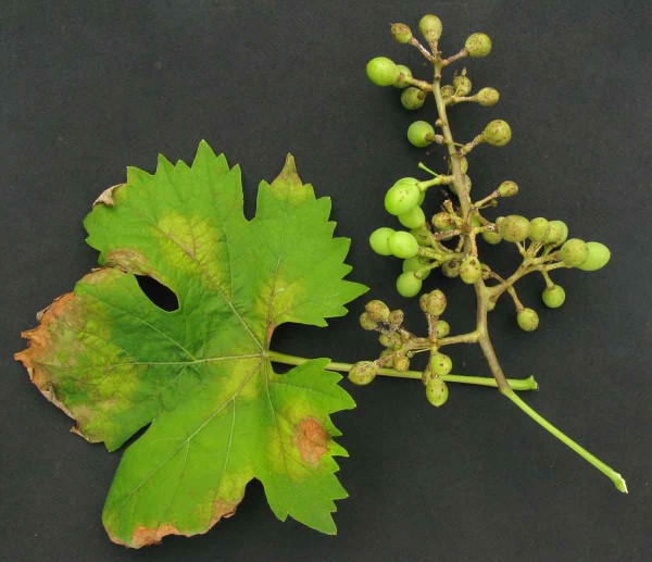 Plíseň révy Plíseň révy