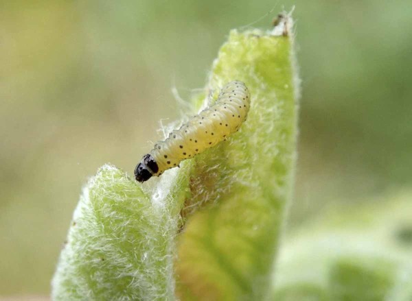 S růstem zelen&yacute;ch pletiv v&nbsp;sadech nal&eacute;z&aacute;me &scaron;iro&not;k&eacute; spektrum listožrav&yacute;ch housenek včetně slupkov&yacute;ch obalečů