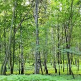 Ok&eacute;nko do zahranič&iacute;: Green Deal - dobr&eacute; pro Evropu, ale &scaron;patn&eacute; pro Zemi