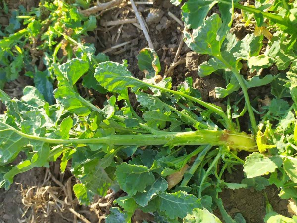 M&iacute;rněj&scaron;&iacute; typ po&scaron;kozen&iacute; rostliny s&nbsp;malou početnost&iacute; larev