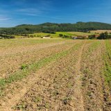 Proč (ne)pěstovat strni&scaron;tn&iacute; meziplodiny?