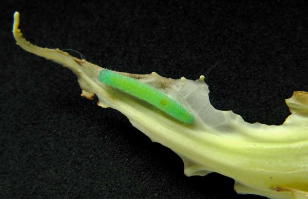 Bělásek zelový - housenka Bělásek zelový - housenka