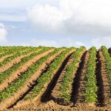 Banjo Forte - Plíseň dostane na banjo. Forte. Banjo Forte - Plíseň dostane na banjo. Forte.