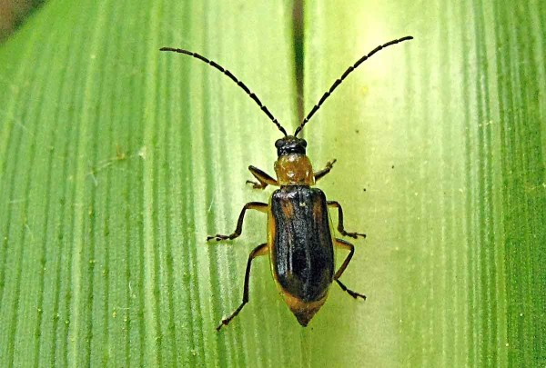 B&aacute;zlivec kukuřičn&yacute;