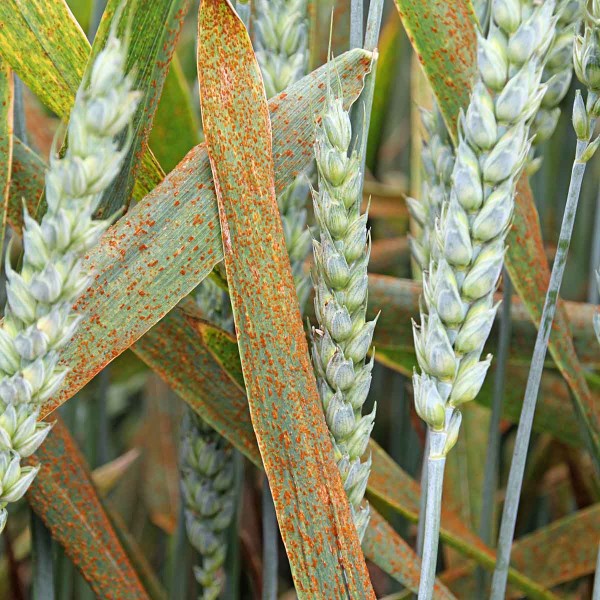 Obr. 5: Hněd&aacute; rzivost p&scaron;enice